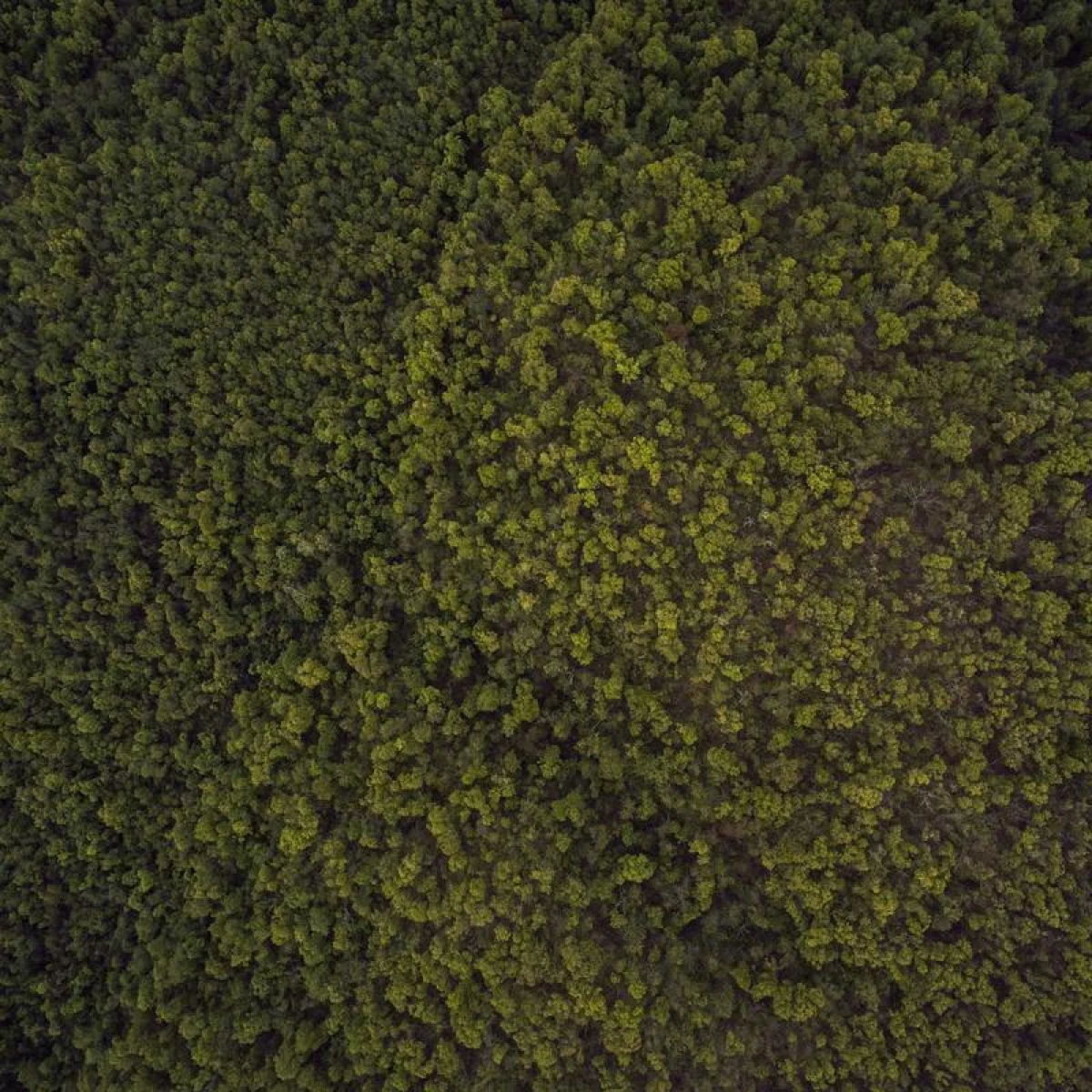 Ключодържател KIA