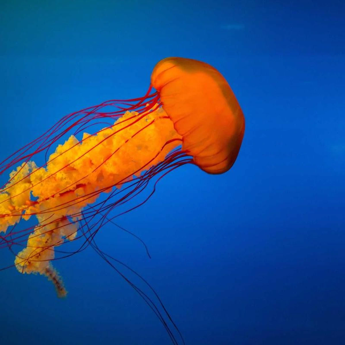 Книгоразделител Scream