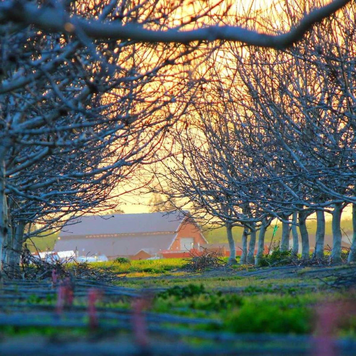 Коледна елхичка с място за бонбон