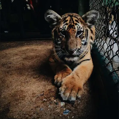 Коледна звезда с джобче за шоколад